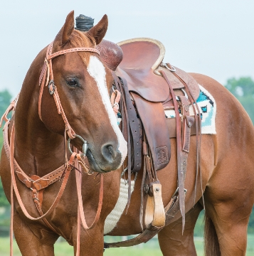 Weaver equine leather tack